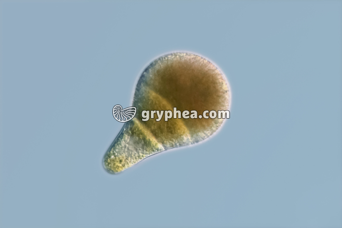 Fucus - Jeune embryon (Fucus vesiculosus) x70 - gryphea.com
